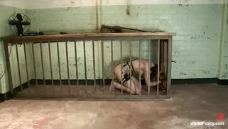 Animal Bdsm Porn - Treated worse than a dog BDSM Porn Videos - PunishBang.com